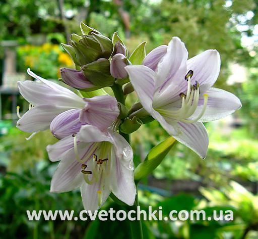 Цветок хосты «Foxfire Palm Sunday/Фоксфайер Палм Cандэй»