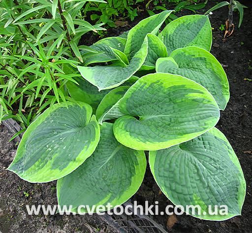 Куст хосты «Tokudama flavocircinalis/Токудама флавоцирциналис»