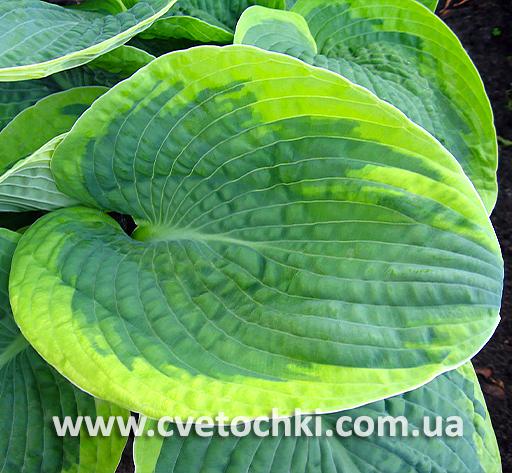 Лист хосты «Tokudama flavocircinalis/Токудама флавоцирциналис»