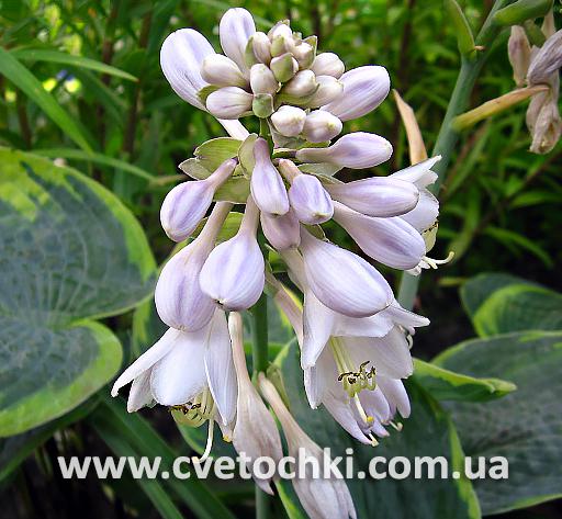Квітка хости «Tokudama flavocircinalis/Токудама флавоцирциналіс»