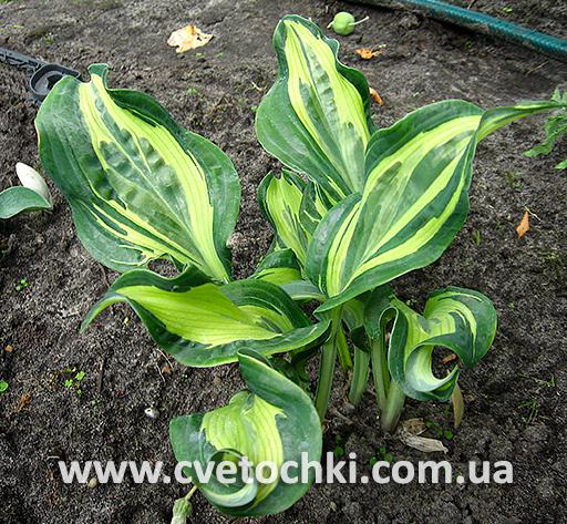 Куст хосты «Bullfrog/Буллфрог»