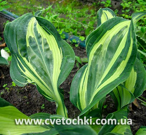 Листья хосты «Bullfrog/Буллфрог»