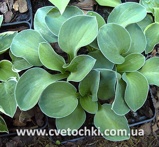 Куст хосты «Blue mouse ears/Блю маус иэрс»