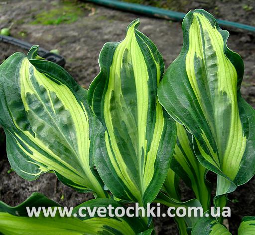 Листва хосты «Bullfrog/Буллфрог»