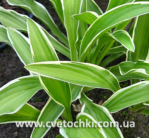 Листва хосты «Chionea/Хионея»