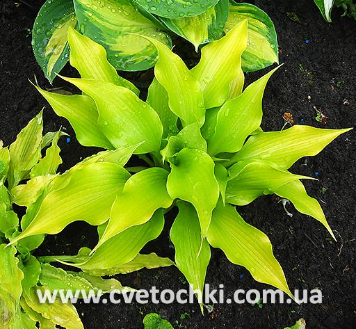 Кустик хосты «Citric star/Ситрик стар»