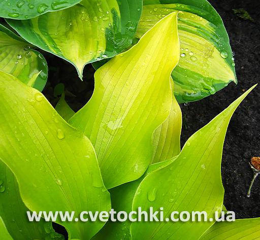 Листья хосты «Citric star/Ситрик стар»