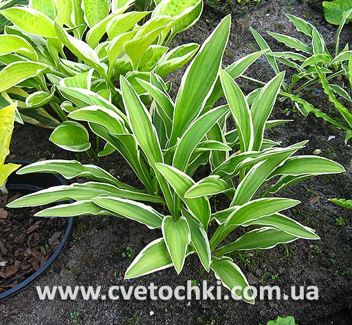 Куст хосты «Chionea/Хионея»