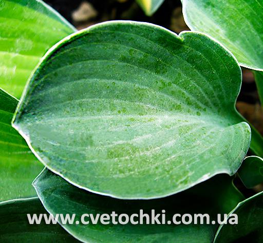 Листик хости «Green mouse ears/Грін маус іерс»