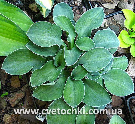 Кущ хости «Green mouse ears/Грін маус іерс»