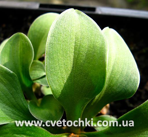 Листочек хосты «Green thumb/Грин замб»