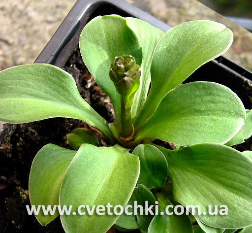 Кустик хосты «Green thumb/Грин замб»