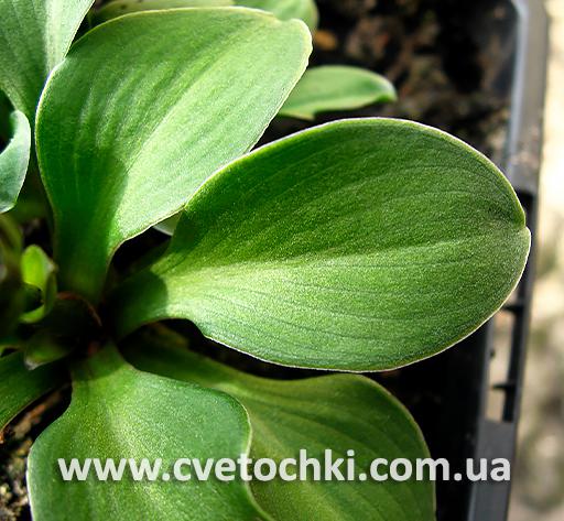 Листочки хосты «Green thumb/Грин замб»