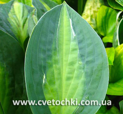Лист хости «Kiwi full Monty/Ківі фулл Монті»