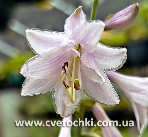 Цветок хосты «Ki Ren Jyaku/Ки Рен Дзяку»