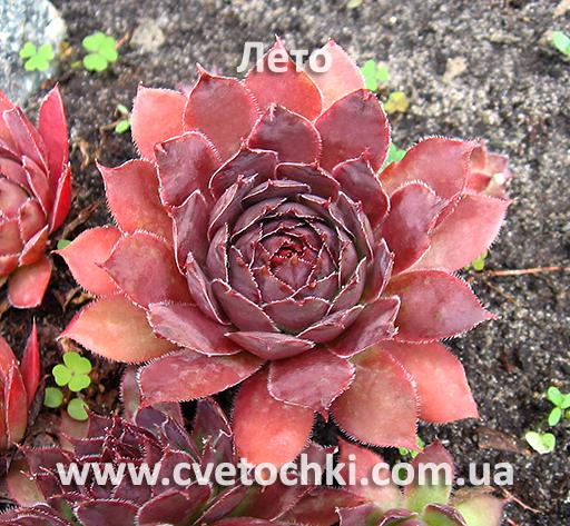 Молодило (каменная роза) «Schwarze rose/Шварце розе»