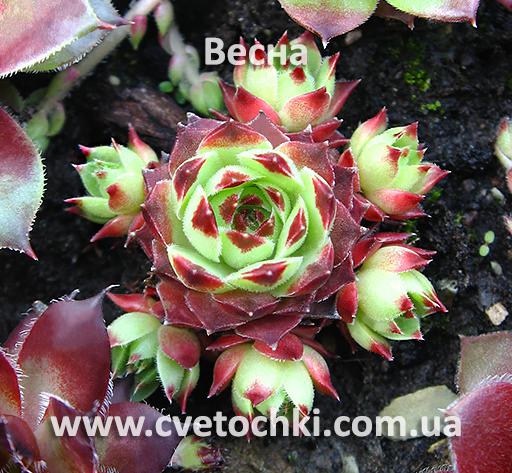 Молодило (каменная роза) «Triglan/Триглэн»
