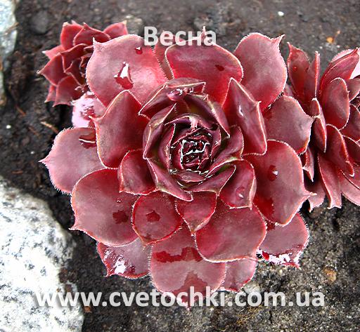 Молодило (кам'яна троянда) «Schwarze rose/Шварце розе»