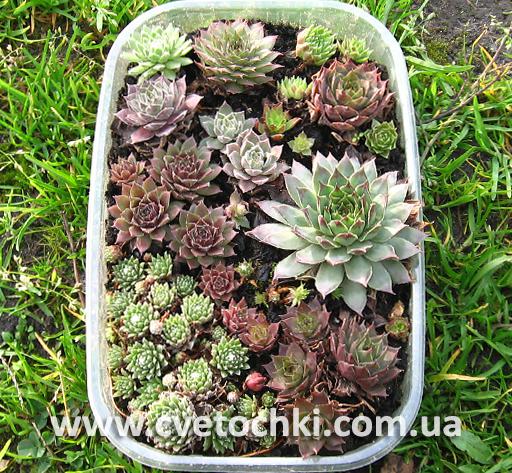 ❁ Набір молодил «Sempervivum mix»-2
