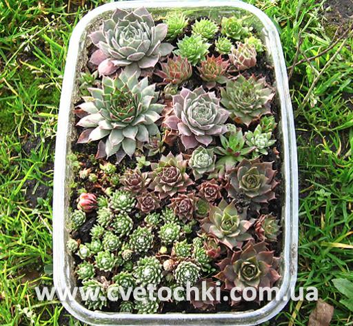 ❁ Набор молодил «Sempervivum mix»-1