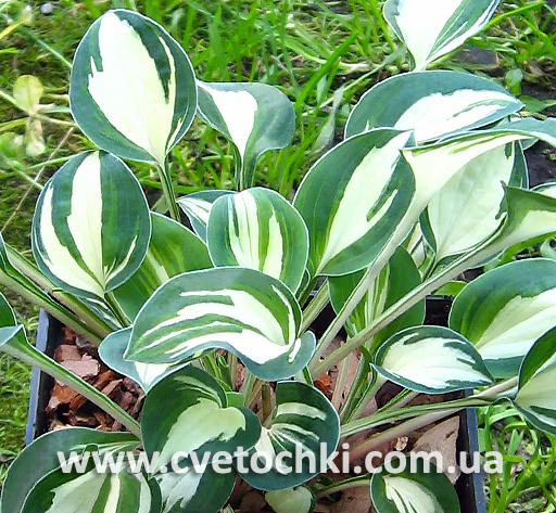 Мини-хосты - Интернет-магазин ✿ cvetochki.com.ua