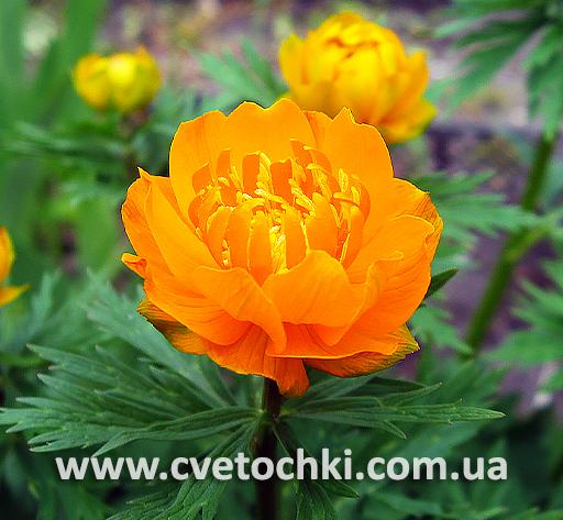 Цветок купальницы «Golden queen/Голден квин»-2