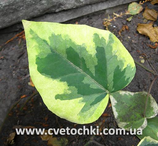 Плющ Hedera colchica «Dentata/Дентата» variegata