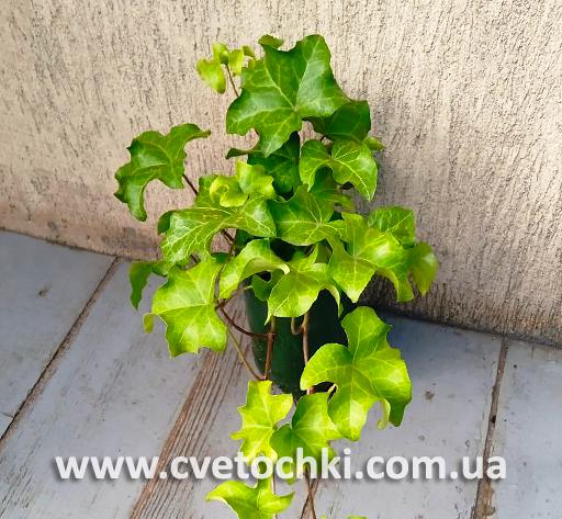 Плющ Hedera helix «Dragon claw/Дрэгон кло»