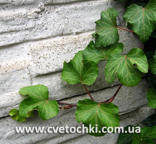 Плющ Hedera helix «Manda's/Мэндас» crested