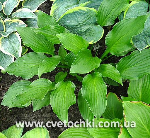 Куст хосты «Fuji botan/Фудзи ботан»