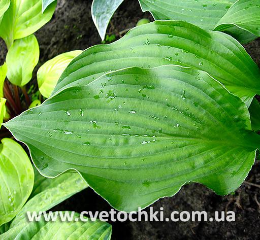 Лист хосты «Fuji botan/Фудзи ботан»