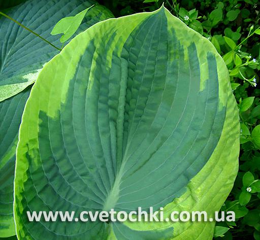Лист хосты «Maple leaf/Мэйпл лиф»