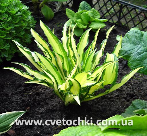 Кустик хосты «Medusa/Медуза»