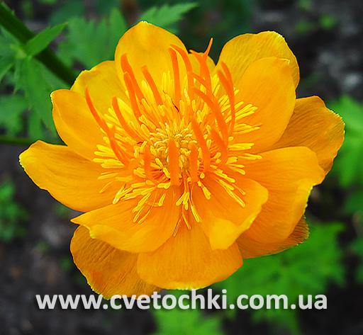 Анемона - Интернет-магазин ✿ cvetochki.com.ua