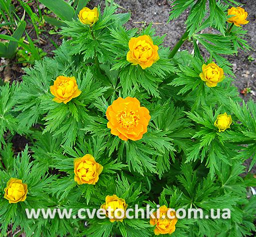 Куст купальницы «Golden queen/Голден квин»