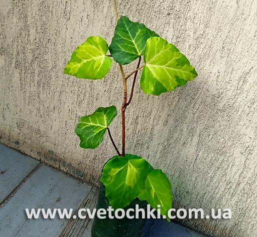 Плющ Hedera colchica «Sulphur heart/Салфер харт»