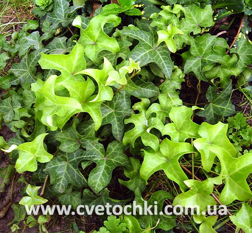 Плющ Hedera helix «Dragon claw/Дрегон кло»