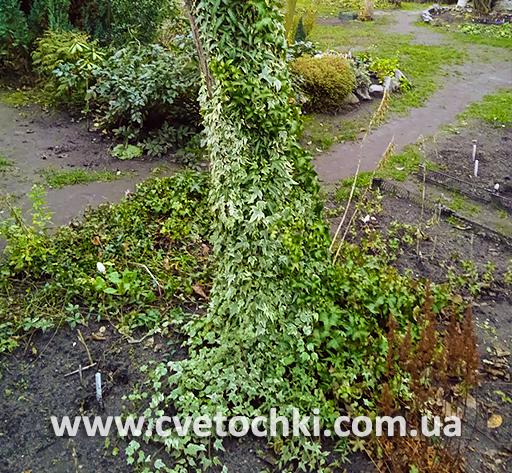 Плющ Hedera helix «Dragon claw/Дрэгон кло»