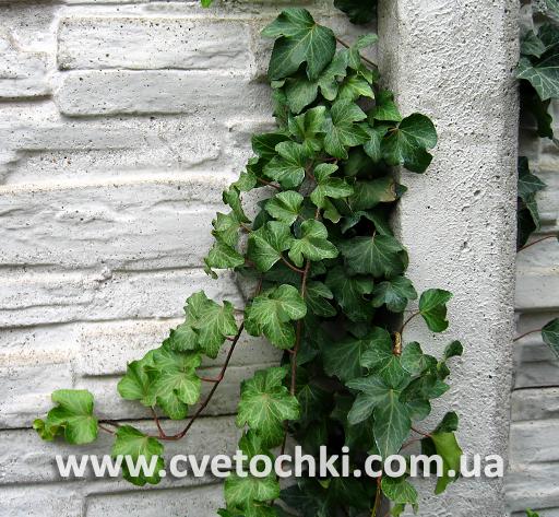 Плющ Hedera helix «Manda's/Мендас» crested