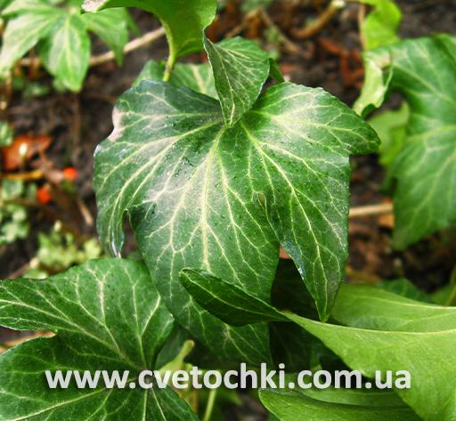Плющ Hedera helix «Manda's/Мендас» crested