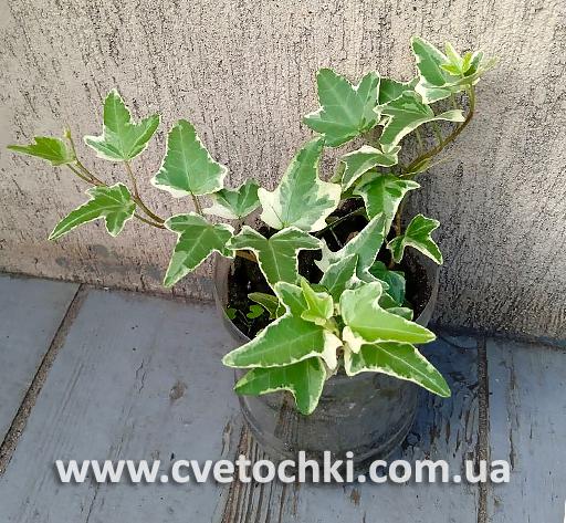 Плющ Hedera helix «Mona Lisa/Мона Ліза»
