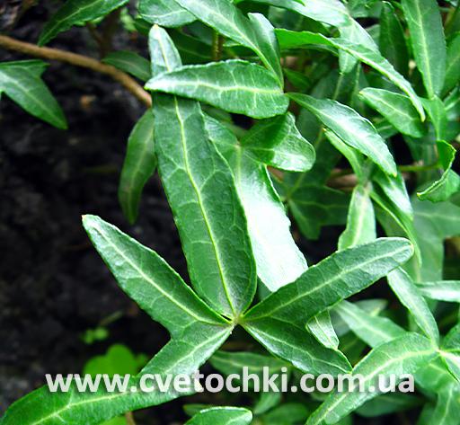 Плющ Hedera helix «Needlepoint/Нидлпоинт»