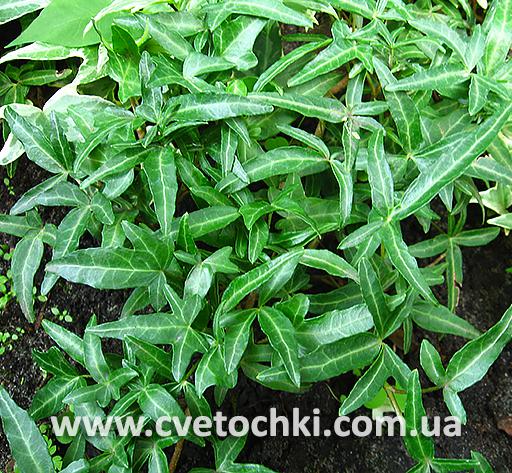 Плющ Hedera helix «Needlepoint/Нідлпоінт»