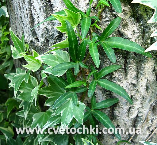 Плющ Hedera helix «Needlepoint/Нидлпоинт»