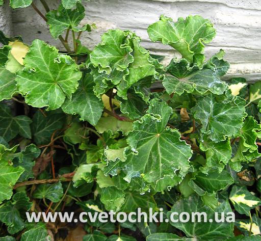Плющ Hedera helix «Parsley/Парсли» crested