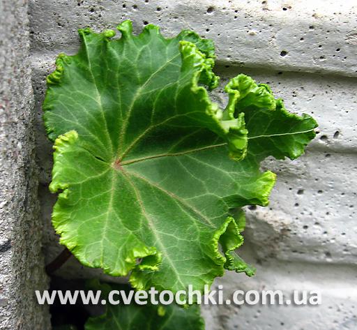 Плющ Hedera helix «Parsley/Парслі» crested