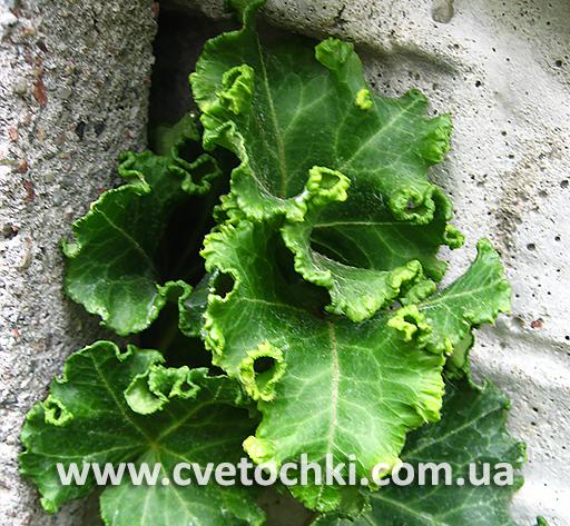 Плющ Hedera helix «Parsley/Парслі» crested