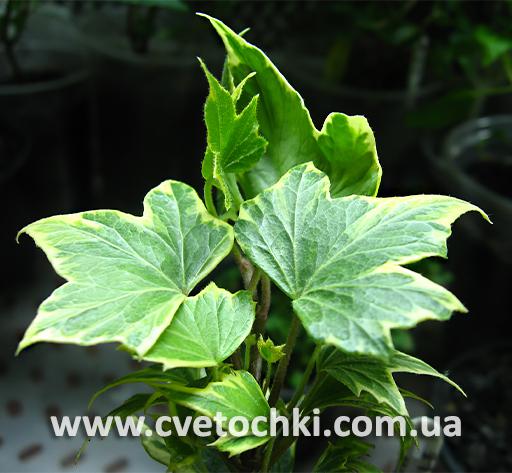 Плющ Hedera helix «Yellow ripple/Еллоу риппл»